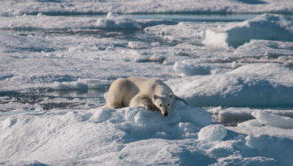 Nanuq